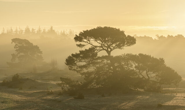Grove den; Scots Pine; Pinus sylvestris