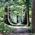 Een nieuw leven voor verdwenen Achterhoekse bossen?
