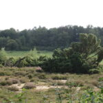 Wandeling rond het Kienveen