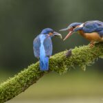Jubilerend IVN Zutphen organiseert fotowedstrijd