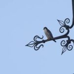 IVN Deventer Excursie op 13 april 2025: Fiets door de biodiversiteit van Deventer
