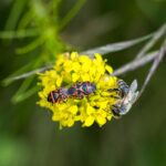 Lezing en excursie over rewilding