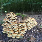 Paddenstoelenwandeling Huis Verwolde